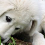 Hauhalan hanhifarmi - Unikki