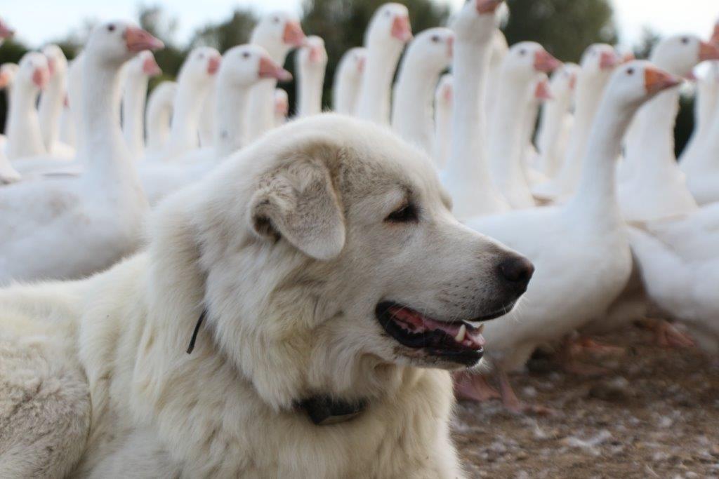 Hauhalan hanhifarmi -laumanvartijakoira ja hanhilauma