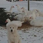 Hauhalan hanhifarmi - Martta ja hanhet