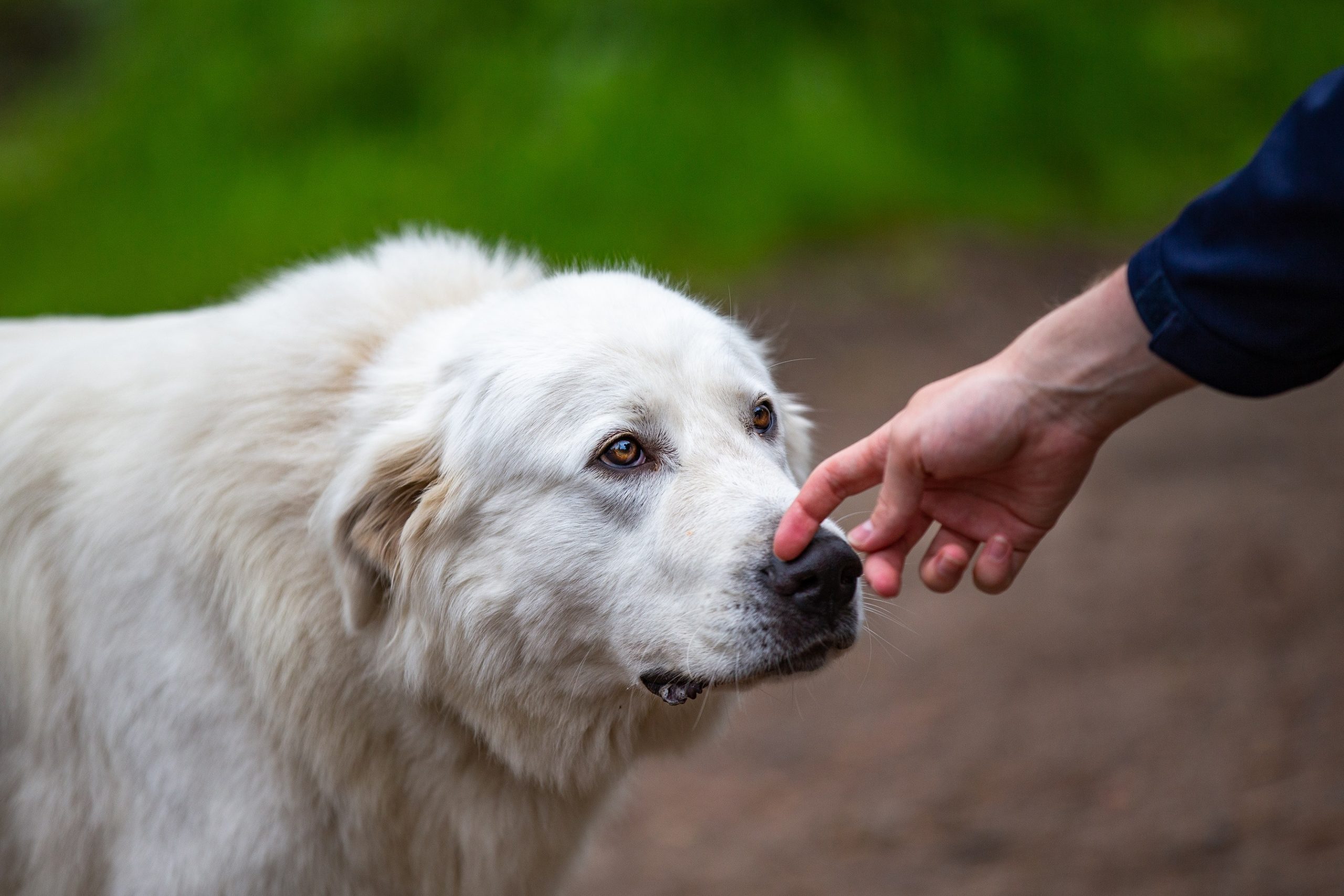 Hauhalan hanhifarmi - laumanvartijakoira