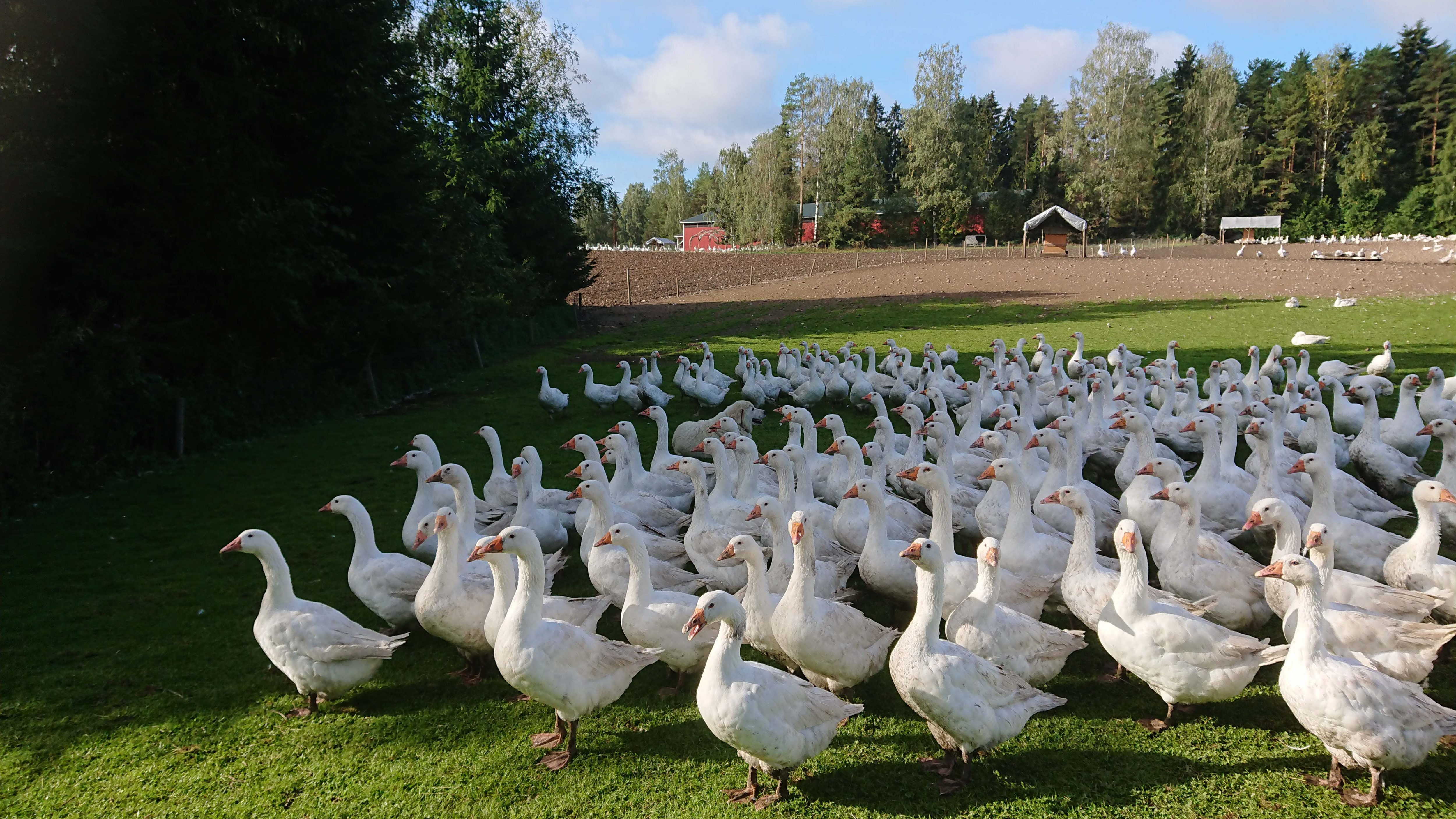 Hauhalan hanhifarmi - laumanvartijakoira ja hanhet