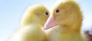 Hauhalan hanhifarmi - Vapputipu