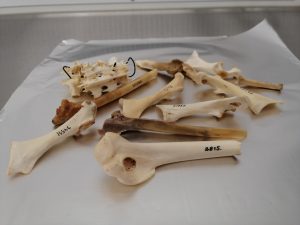 arkeologiset hanhen luut